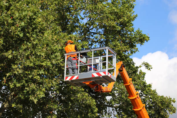 Best Stump Grinding Near Me  in USA